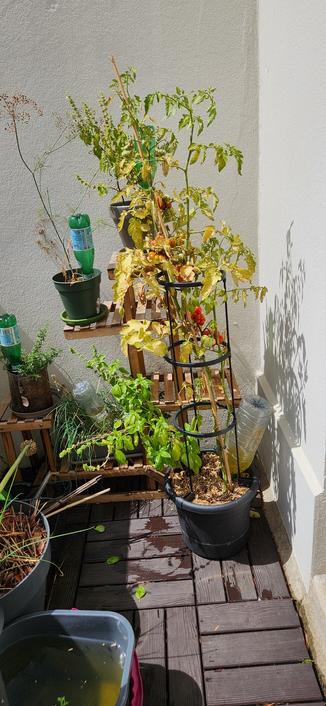 Un plant de tomate fort jaune et qui penche dangereusement en dépit de sa cage contre le mur d'une loggia.