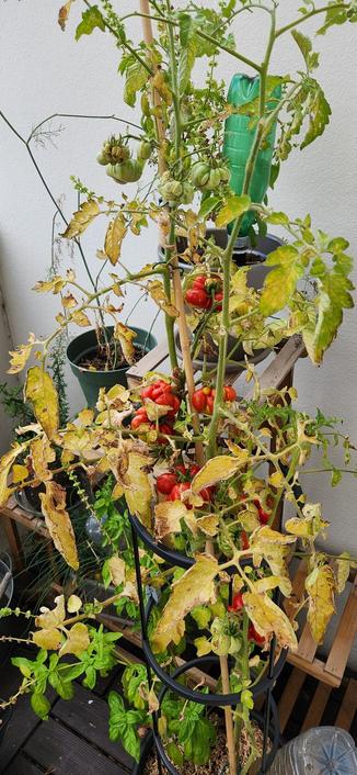 Le même plant de tomate mais plus près et encore plus jaune. Pathétique.