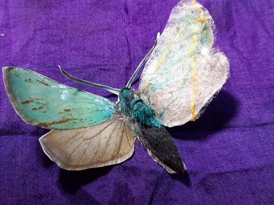 The same butterfly shown from the other side.