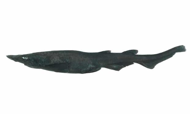 Photo of a small dark deep-sea shark