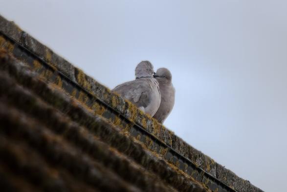 Collared Doves on a rooftop