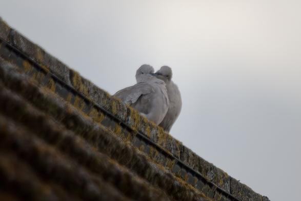 Collared Doves on a rooftop