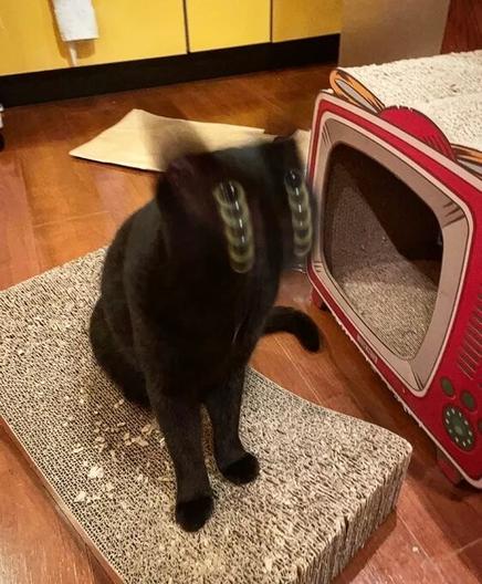 Photo of a black cat with yellow eyes, taken as the cat's head was moving. It appears to have 5+ sets of eyes