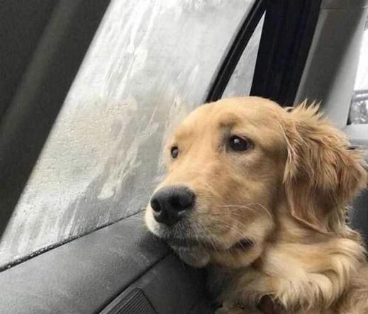 Golden Retriever with a wistful look rests its head next to a rain-streaked car window.