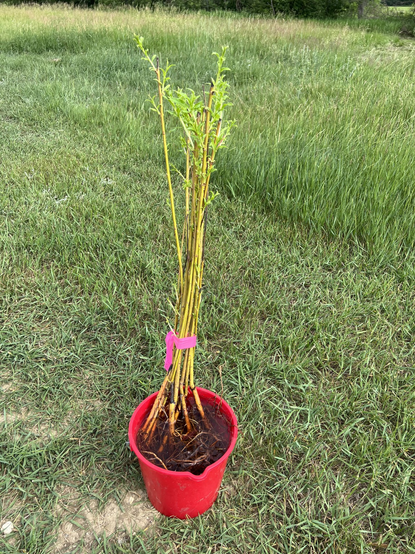 Baby willow trees in a bucket ready to be planted.