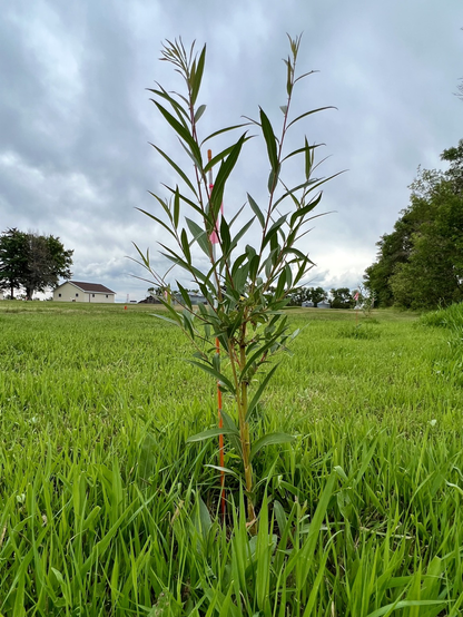 Willow tree planted seven weeks ago.