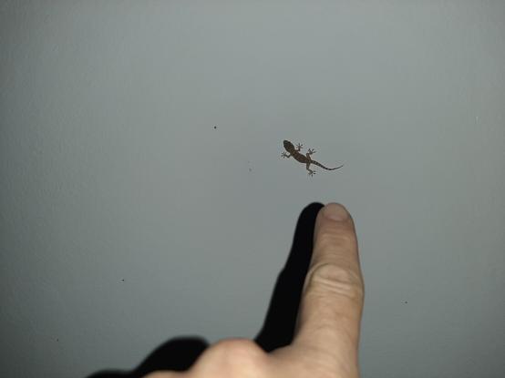 Fotografía de una diminuta salamanquesa en el techo de mi casa. He acercado el dedo índice para tener una referencia del tamaño, pero no llego hasta ella y parece aún más pequeña.