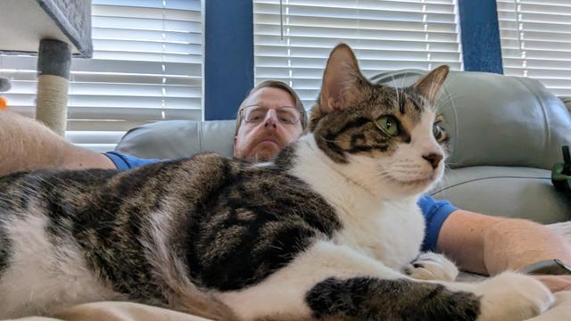 Brown and white tabby cat on a man's lap looking alert and off to the right of the photo.