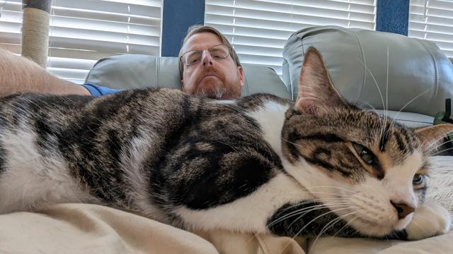 Brown and white tabby cat laying on a man's  lap with head resting on front paws, eyes at half mast.