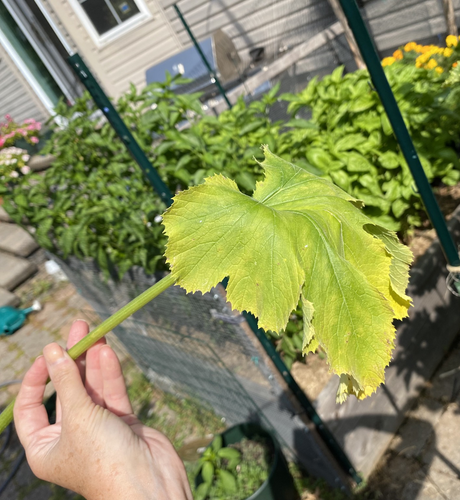 Drooping zucchini, leaf from a Squash Vine Borer damage ￼
