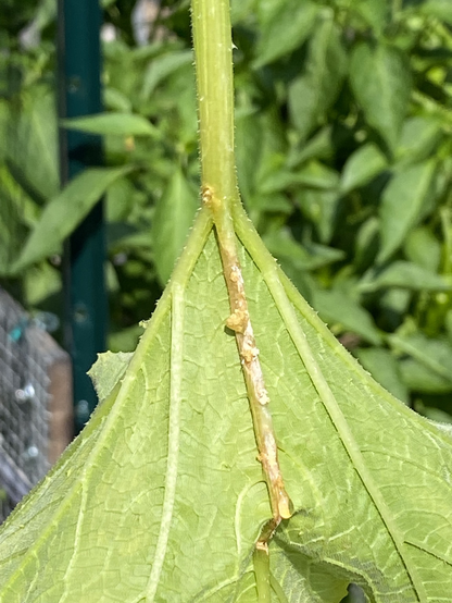 Underside of a zucchini leaf, showing Squash Vine Borers damage and frass ￼