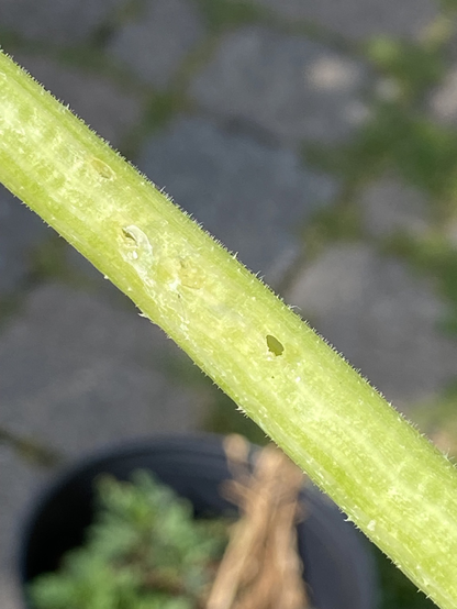 Whole and Squash Vine Borers damage in a zucchini leaf stem ￼