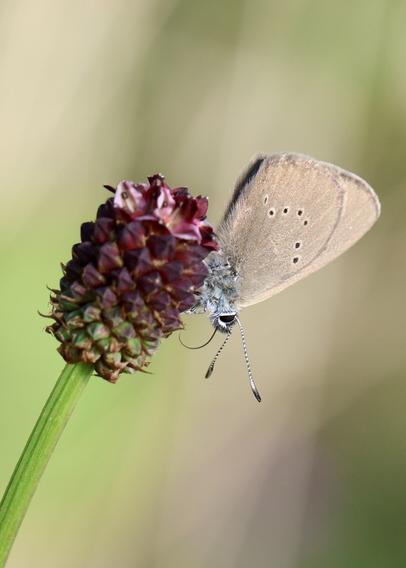 Ein kleiner Schmetterling sitzt an einer Pflanze mit vielen kleinen roten Blüten. Der Schmetterling hat braune Flügel mit kleinen schwarzen Punkten. Der Körper ist bläulich und flauschig. Die Fühler sind gestreift und man sieht seinen kleinen Rüssel.