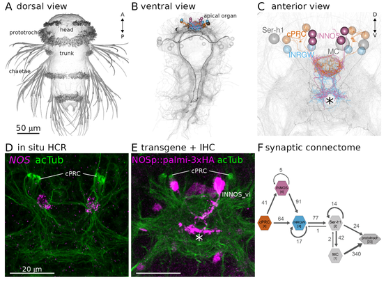 Multi-panel figure: Identification of NOS-expressing interneurons (INNOS) within the cPRC circuit. (A) Scanning electron microscopy image of a three-day-old Platynereis larva. (B, C) Volume rendering of the neuron types (cPRC, INNOS, INRGWa, Ser-h1 and MC) in the cPRC circuit reconstructed from a whole-body transmission electron microscopy volume of a three-day-old larva. Neurite skeletons are shown with cell-body positions represented by spheres. Projections of all neurons in the body are shown in grey to highlight the neuropils. The outline of the yolk is also indicated in grey. In B, nuclei positions of the prototroch head ciliary band are shown as grey spheres. (D) Expression of the NOS gene detected by in situ HCR (magenta) in a two-day-old larva (anterior view). Antibody staining for acetylated α-tubulin (acTub: green) highlights cPRC cilia and the neuropil. (E) Expression of a NOS reporter (NOSp::palmi-3xHA; magenta) labelled with an anti-HA antibody in a two-day-old larva (anterior view). Antibody staining for acetylated α-tubulin (acTub; green) highlights cPRC cilia and the neuropil. (F) Synaptic wiring diagram of the cPRC circuit.