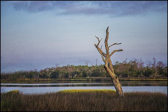 A dead tree rises from the needle grass in an eastern North Carolina wetlands. Open water and a tree line is seen in the distance.