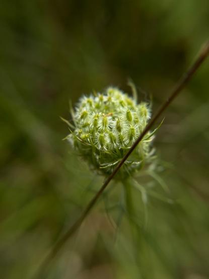 Just opening queen anne’s lace. The unfolding blooms are spiky at this point.