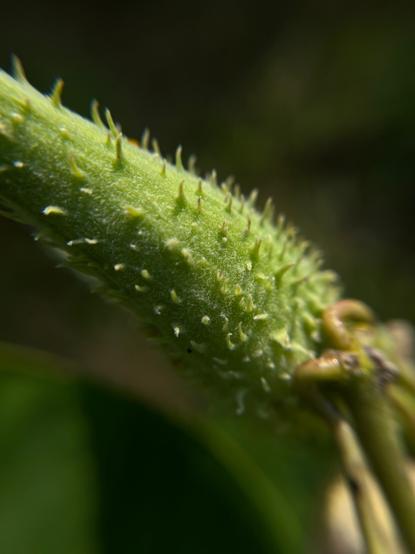 Close up of a milkweed pod