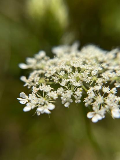 Closeup of queen anne’s lace