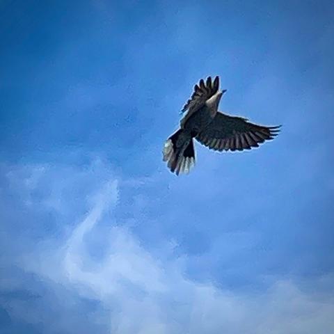 Blue sky with wispy white clouds. A mourning dove takes flight, wings stretched and flapping forward.