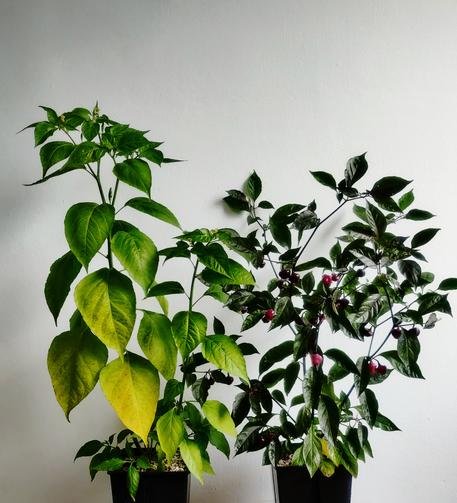 A Thai Birds Eye and a Chiero Roxa  chili about 50cm (1,5-2ft) tall against a white wall. The Thai has a handful of small chilis just forming but the Chiero has many purple pink chilis.