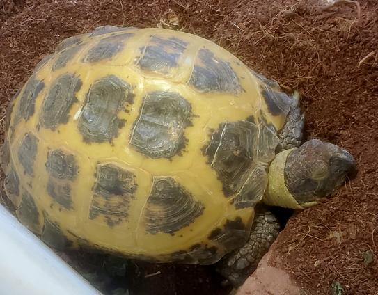 3/4 top front view of an adorable tortoise snoozing in the dirt. Her arms tucked in, her head extended and resting on the edge of her burrow. Her eyes blissfully closed.