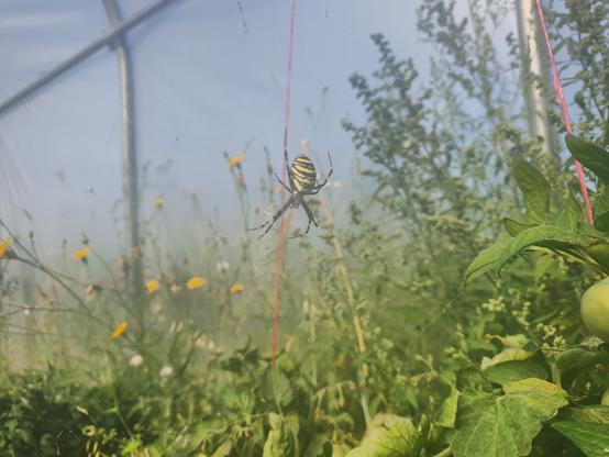 Duży pająk w żółto-czarne paski zwisający pomiędzy roślinami w tunelu foliowym