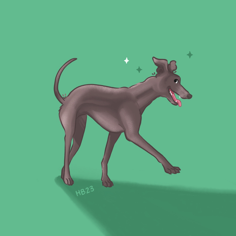 An illustration of an Italian greyhound, happily walking and looking at the viewer!