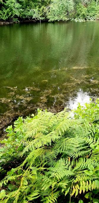 View of lake riparian zones. Lush green ferns, salal & other native plants are in foreground. Lake is in the middle. Forest is in background, on other side of the lake.
