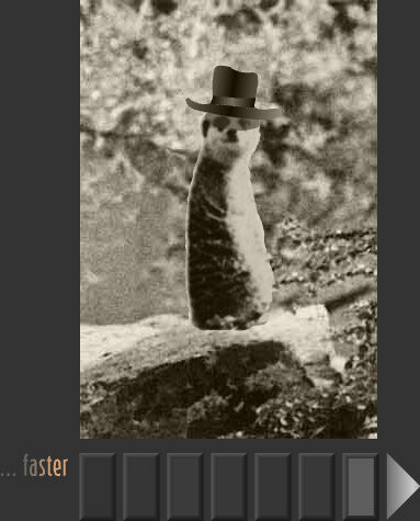 a grainy sepia image of a meerkat wearing a computer generated hat. Underneath are some Flash control buttons, all unmarked
