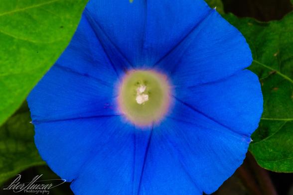 Blue flower with white center.  Leaf on the top left.  Macro shot.