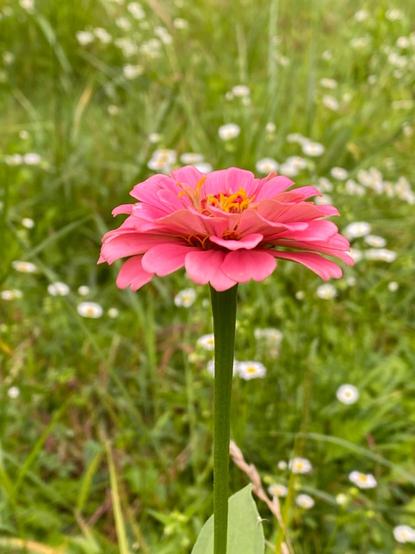 Image is of a pink flower with a golden center in green grass with small white flowers.
