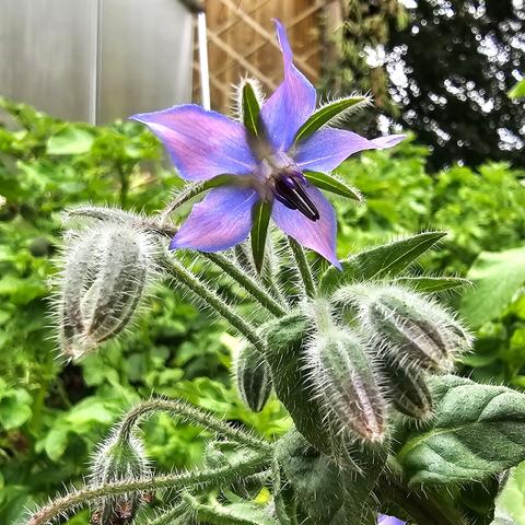 A single borage flower with five petals with lavender bases and edges but pink filling in the rest of the area. In between each petal is a dark green sepal with a rib in the center that lets light through. In the middle of the flower is a large, dark purple stigma ringed by white structures of some sort.