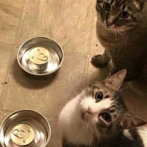 Two cats look up at the camera. Each has a food dish in front of them containing an unopened can of food.