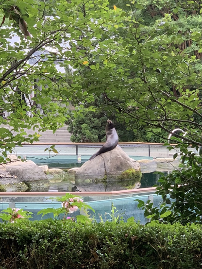 A sea lion on a rock waiting for food.