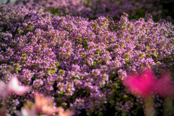 Thymianblüten