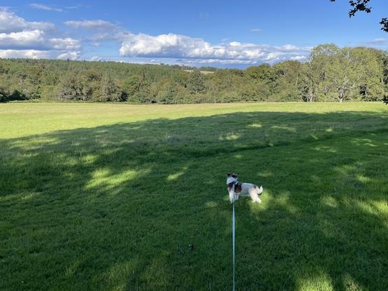 JRT (Huw) on long blue lead stands on edge of Ashdown Forest golf course. Woods in distance. Blue sky with some light clouds. Foreground in shadow from trees behind.