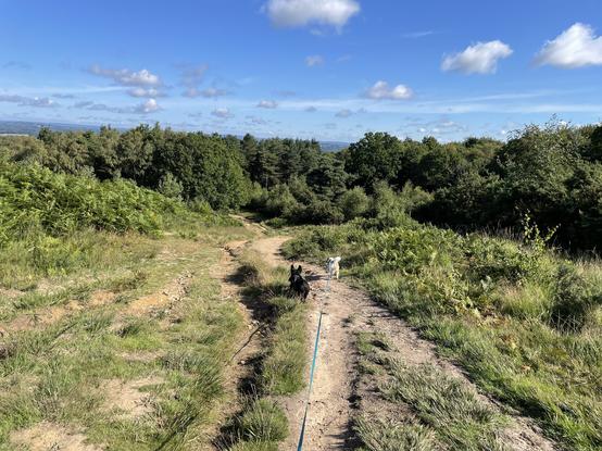 JRT (Huw) and black Scottish terrier (Joe) on long leads on sandy/grass track going downhill in Ashdown Forest. Shrubs/gorse by track. Trees in distance. Track has many deep ruts. Blue sky with some light clouds.
