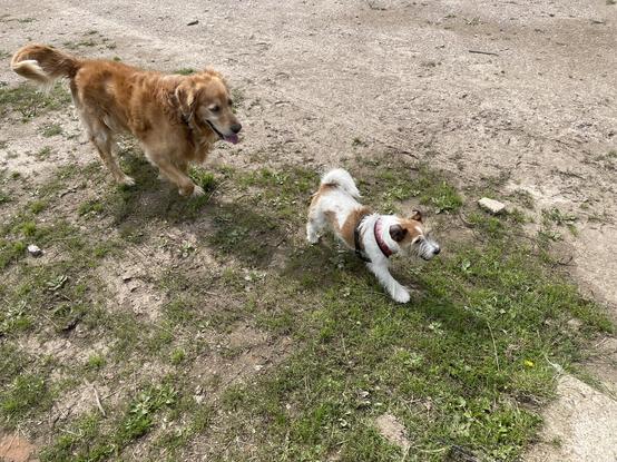 JRT (Huw) on grass/dirt ground being followed by Golden Retriever (Finley).