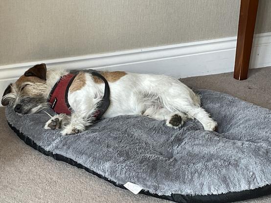 JRT (Huw) wearing red harness lying asleep on side with legs towards camera on grey fluffy dog bed in hotel room (carpet and leg of table visible).
