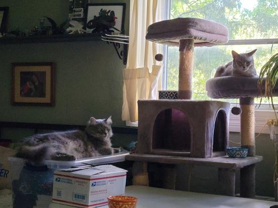 A floofy grey cat lies on a plastic tote on a day bed, while a shorthair grey cat lounges in a cat tree in front of a window, set against a green wall with shelves.