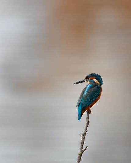 Eisvogel auf Ansitz