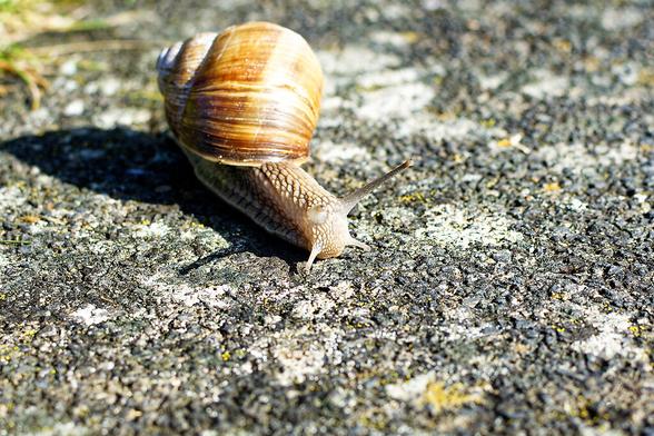 Weinbergschnecke kriecht auf einer Waschbetonplatte dem Betrachter von links oben schräg entgegen. Die Fühler sind ausgestreckt. Das Schneckenhaus ist orange-braun.