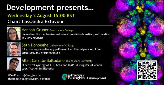 Development presents...  poster Wednesday 2 August 15:00 BST  Chair: Cassandra Extavour  Hannah Gruner (Swarthmore College) ‘Revealing the mechanisms of neural-mediated cardiac proliferation in Ciona robusta’ 
Seth Donoughe (University of Chicago)  ‘Uncovering evolutionary patterns of epithelial packing, ECM structure, and morphogenesis’ 
Allan Carrillo-Baltodano (Queen Mary University) ‘Ancestral synergy of TGF-beta and MAPK during dorsal-ventral specification in Bilateria’  #DevPres | @Dev_journal  thenode. biologists.com/devpres