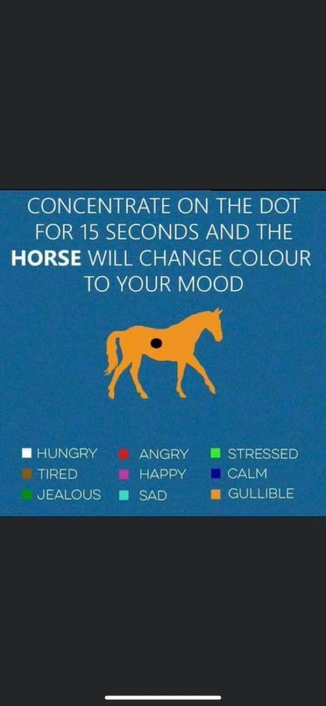 Dot Horse.