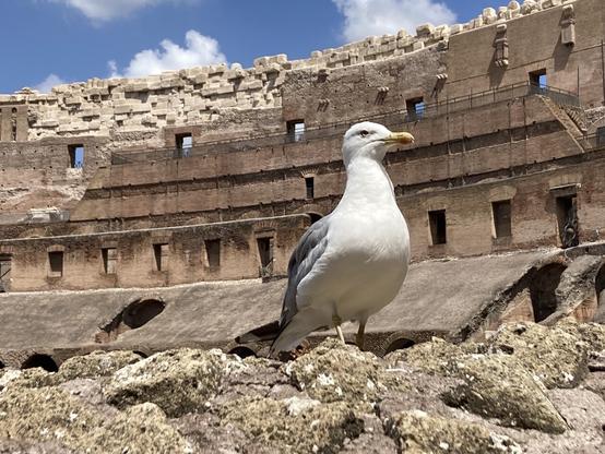 A gull is side-eye staring at you from the walls of the colosseum; he’s seen some things