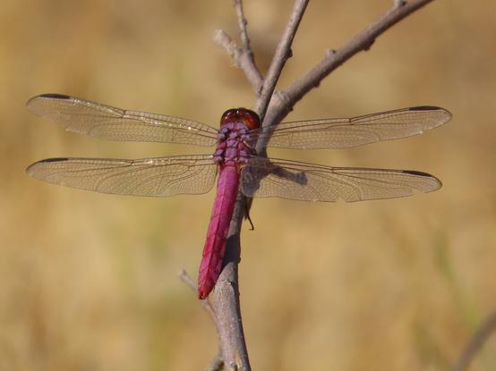 A hot pink dragonfly rests on a twig a couple hours after sunrise.
