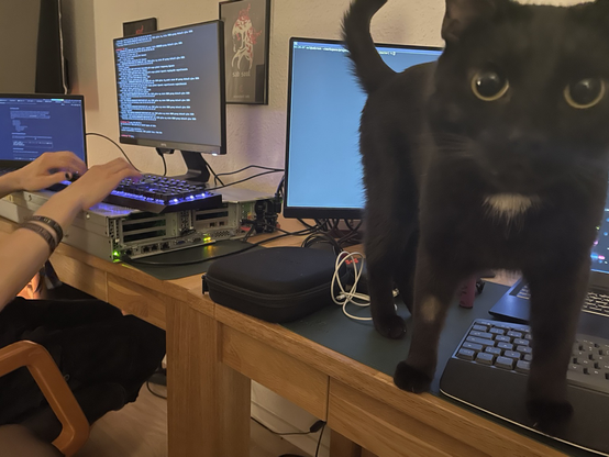 Server setup with black cat on desk in-front of screens