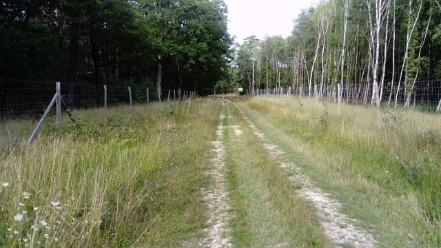Balade en forêt Solognotte avec des grillages dans la forêt. Chose traditionnelle ici, afin de fixer la faune locale 😡. La région est connue pour ses chasses privées