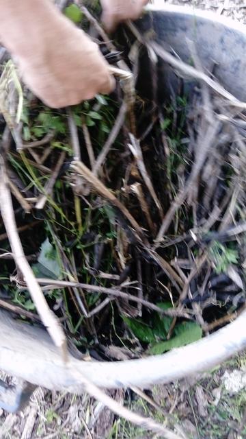 Récolte de graines de féveroles pour une plantation future. Le maître des lieux tente de redonner vie à son sol...
