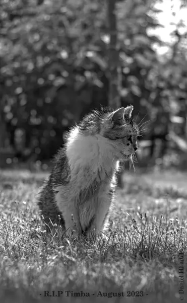 Schwarzweissfoto einer Katze, in einem Garten sitzend. Sie schaut nach links, zeigt uns ihr Profil. Mittig am unteren Rand steht · R.I.P Timba - August 2023 - Sie ist vor einigen Tagen gestorben, sie wurde zwanzig Jahre alt.
---
Black and white photo of a cat, sitting in a garden. She looks to the left, shows us her profile. In the center at the bottom it says · R.I.P Timba - August 2023 · She died a few days ago, she turned twenty years old.